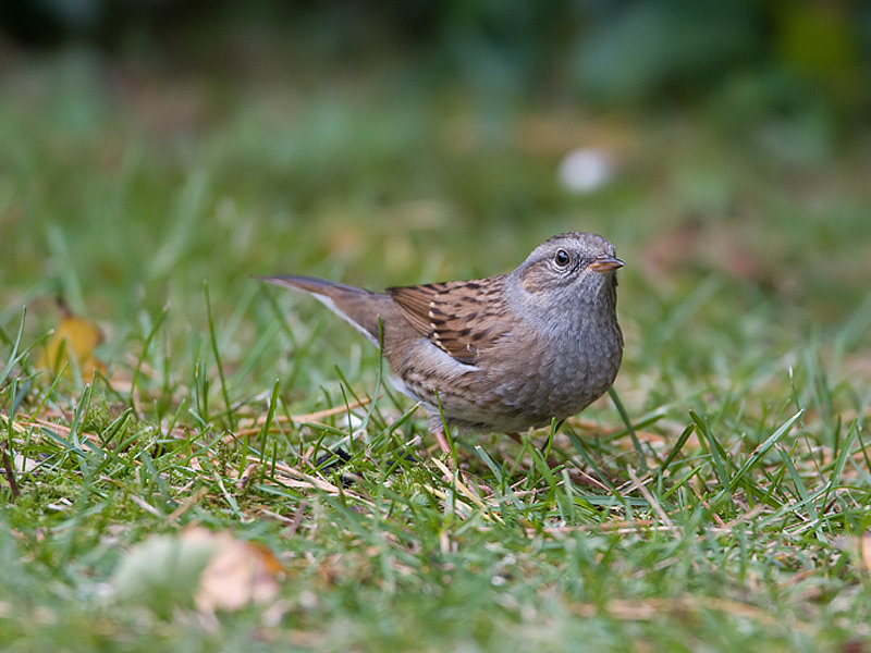 Prunella modularis Heggenmus Hedge Accentor